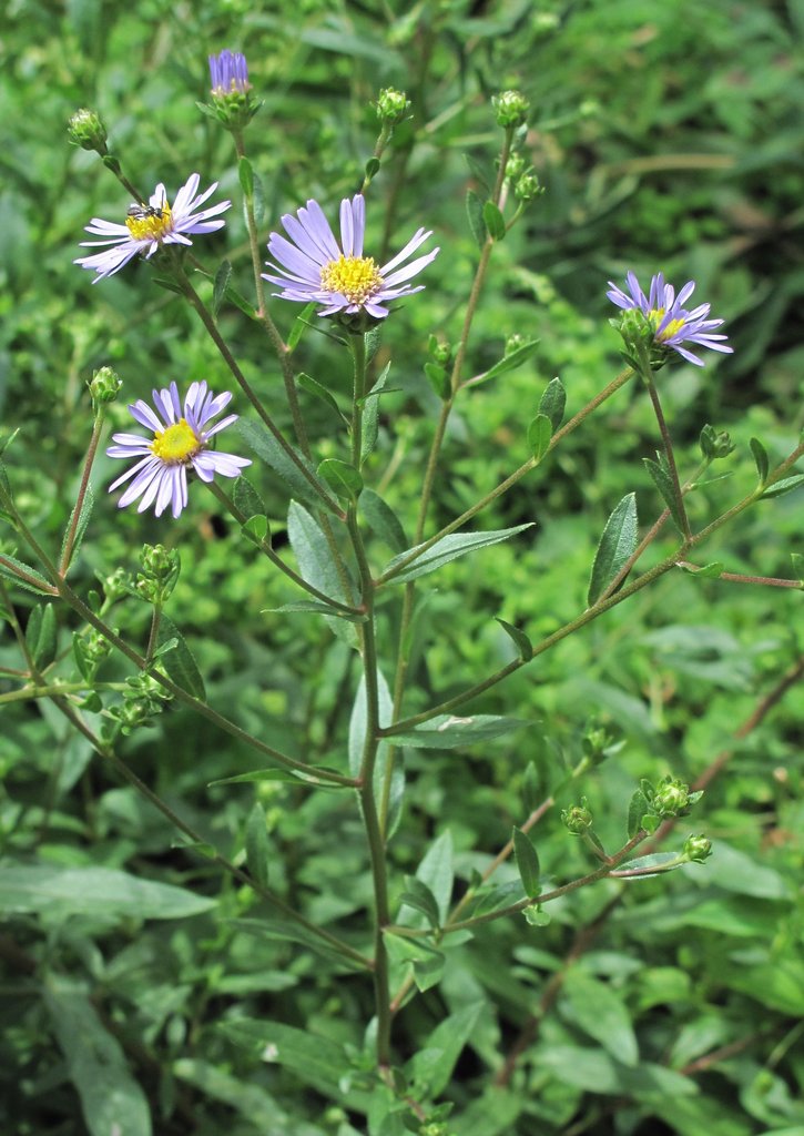 Aster amellus Aster amellus